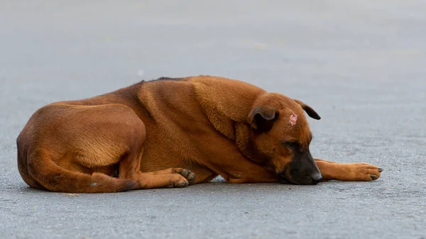 流浪狗在街上流浪 用悲伤而聪明的眼光看着被遗弃的人 城市街道上充满悲伤的眼神 — 图库照片