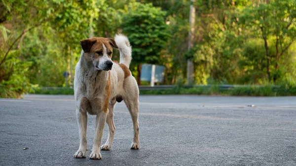 Cão Vadio Vagueia Abandonado Com Olhos Tristes Inteligentes Rua Infeliz — Fotografia de Stock