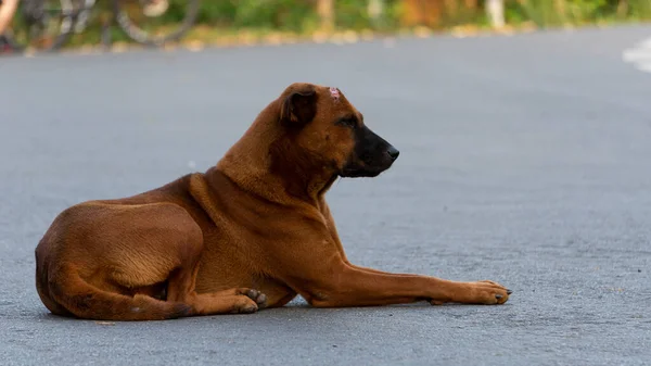 Herrelös Hund Övergiven Med Sorgsna Smarta Ögon Gatan Olycklig Med — Stockfoto