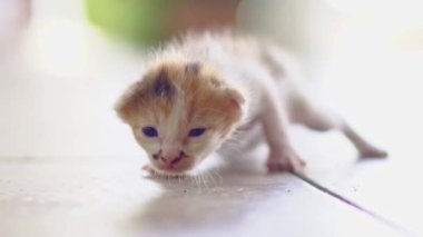 Yerde sürünen sevimli bir kedi yavrusu. Evcil hayvanlar ve yavru kediler. 4K video.