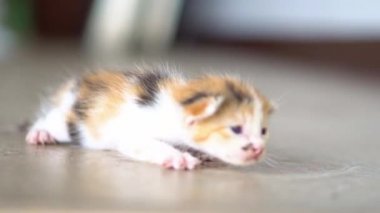 Yerde sürünen sevimli bir kedi yavrusu. Evcil hayvanlar ve yavru kediler. 4K video.