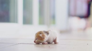 Yerde sürünen sevimli bir kedi yavrusu. Evcil hayvanlar ve yavru kediler. 4K video.