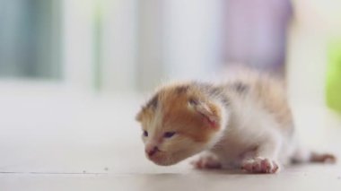 Yerde sürünen sevimli bir kedi yavrusu. Evcil hayvanlar ve yavru kediler. 4K video.