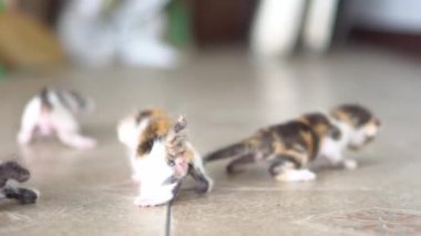 Yerde sürünen sevimli bir kedi yavrusu. Evcil hayvanlar ve yavru kediler. 4K video.