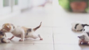 Yerde sürünen sevimli bir kedi yavrusu. Evcil hayvanlar ve yavru kediler. 4K video.