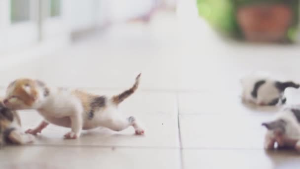 Bonito Pequeno Gatinho Rastejando Chão Engraçado Bonito Animais Estimação Casa — Vídeo de Stock