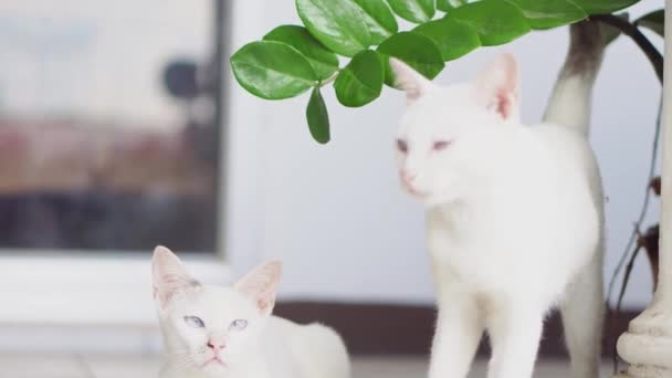 Zwei Süße Weiße Katzen Krabbeln Auf Dem Boden Lustige Süße — Stockvideo