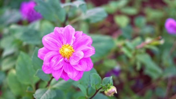 Primer Plano Pétalos Peonía Rosa Los Colores Las Flores Naturales — Vídeo de stock