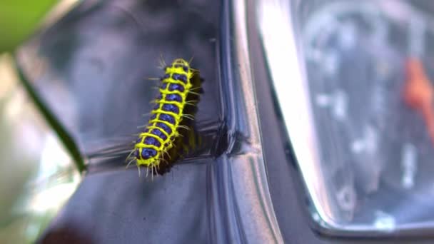 Yellow Haired Caterpillar Walks Gracefully Car — Stock Video