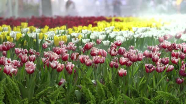Kolorowe Tulipany Piękne Nocy Lampką Nocną Ultra — Wideo stockowe