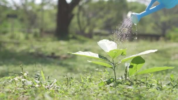 Watering Plants Garden Natural Healing Ideas Environment — Stock Video