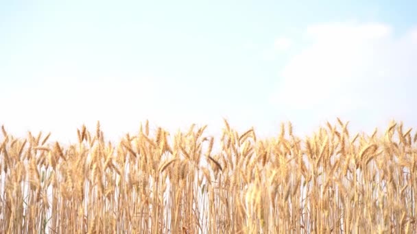 Barley Πεδίο Και Ηλιόλουστη Μέρα Όμορφο Φυσικό Τοπίο Αγροτικό Τοπίο — Αρχείο Βίντεο