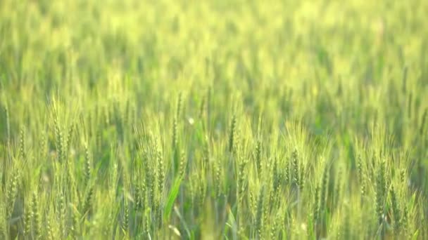 Gerstenfeld Und Sonniger Tag Schöne Naturkulisse Ländliche Landschaft Unter Hellem — Stockvideo