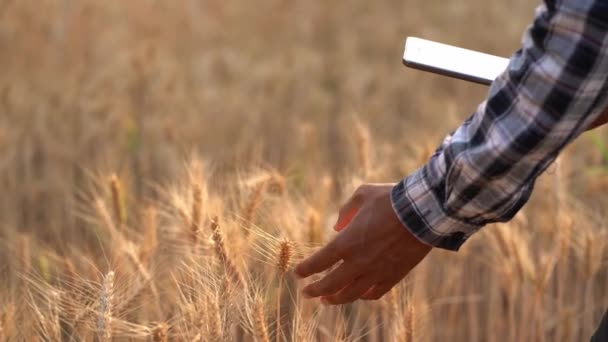 Campo Trigo Pôr Sol Tocando Trigo Verde Com Mão Fazendeiro — Vídeo de Stock