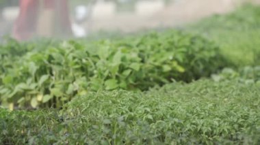 Bahçeye ekilen sulama molası veren bahçe işçileri taze sebze biyo-ürünleri hasat ediyorlar. organik tarım küçük yerel üretim gerçek 4k video sulama