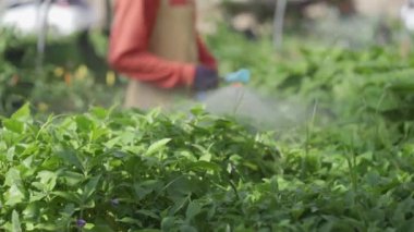 Bahçeye ekilen sulama molası veren bahçe işçileri taze sebze biyo-ürünleri hasat ediyorlar. organik tarım küçük yerel üretim gerçek 4k video sulama
