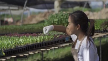 Asyalı kadın bahçıvan çeşitli sebze çiftliklerindeki taze tarım ürünlerinin kalitesini kontrol ediyor. 4K video.