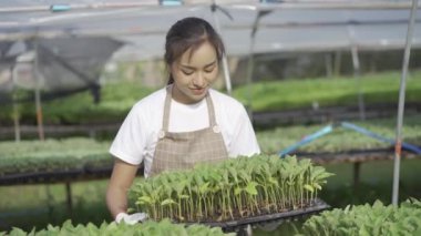 Asian woman gardener checking the quality of fresh agricultural produce in various vegetable farms 4k video