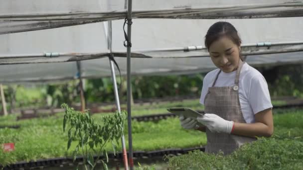 Smart Farm Concept Farm Technology Smart Asian Girl Uses Tablet — Stock video