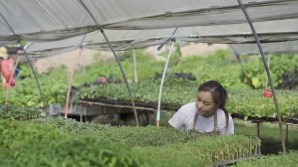 Asian Woman Gardener Checking Quality Fresh Agricultural Produce Various Vegetable — стокове відео
