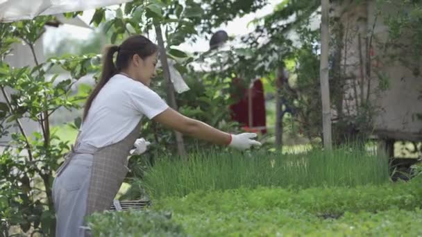 Asian Woman Gardener Checking Quality Fresh Agricultural Produce Various Vegetable — Stockvideo