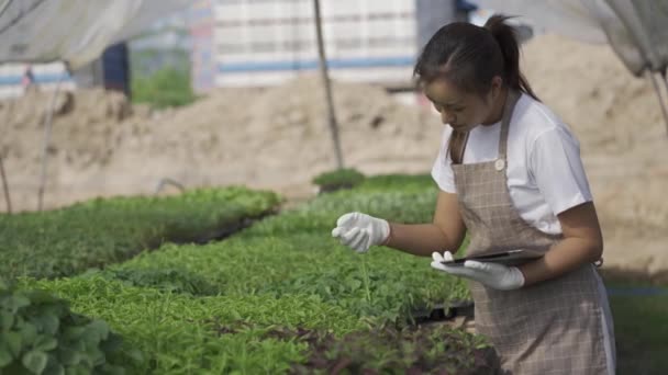 聪明的农场概念和农场技术聪明的亚洲女孩用平板电脑检查花园内有机蔬菜园的质量和数量 — 图库视频影像