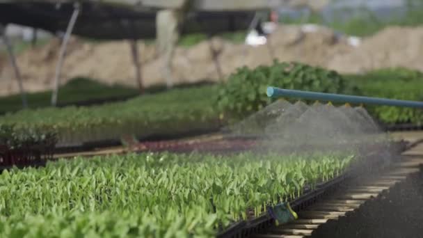 Trädgårdsarbetare Vattnar Raster Planterade Trädgården Och Skördar Färska Vegetabiliska Bioprodukter — Stockvideo