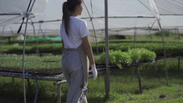 Mulher Asiática Jardineiro Verificando Qualidade Dos Produtos Agrícolas Frescos Várias — Vídeo de Stock