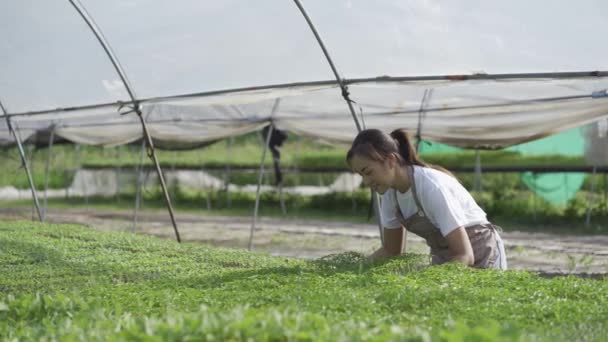 Asian Woman Gardener Checking Quality Fresh Agricultural Produce Various Vegetable — Stock video