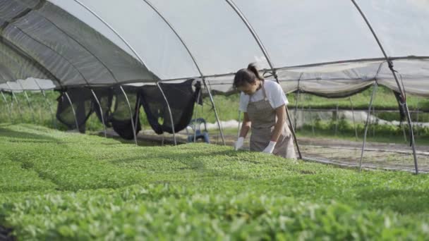 Azjatka Ogrodnik Sprawdzanie Jakości Świeżych Produktów Rolnych Różnych Gospodarstwach Warzywnych — Wideo stockowe