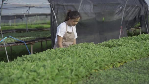 Азійська Жінка Садівник Перевіряє Якість Свіжої Сільськогосподарської Продукції Різних Рослинних — стокове відео