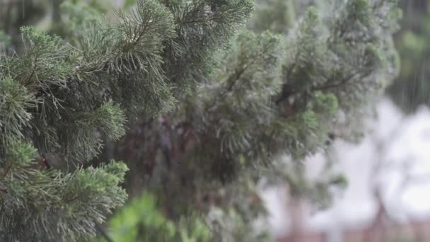 Дощовий День Тропічному Лісі Дощ Соснових Деревах Крупним Планом Опади — стокове відео
