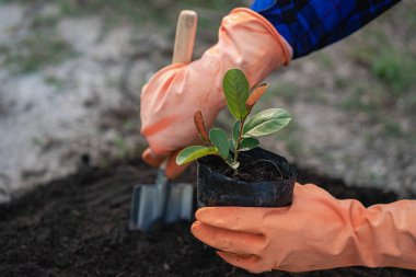 Genç bir adam yerde küçük yeşil bir fidan tutuyor. Bahçe mevsimi için ilkbaharın başlarında hazırlık. Yaklaş. Çevreyi koruma kavramını sevdim..
