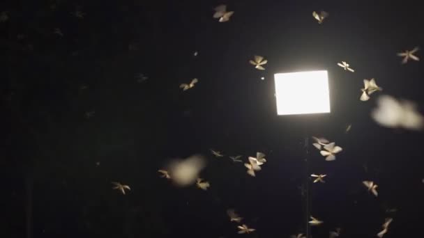 Bunch Moths Rainy Season Who Come Out Night Lamp — Wideo stockowe