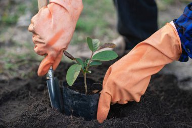 Bir adam ağaç dikiyor ve ağaç büyüyor. Havadaki oksijeni arttır, dünyayı kurtar, hayat kurtar ve çevreci ağaç kavramını korumak için ağaç dik..