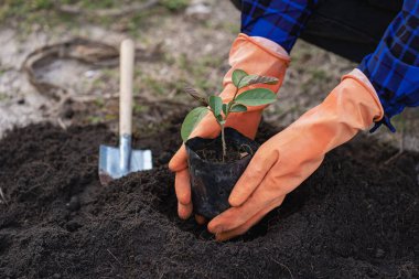 Mobile plants growing and Eco concept and green earth. Blurred background. Copy space for text.