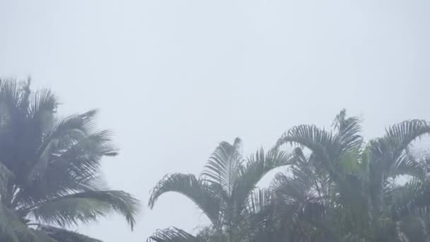Тропічні Верхівки Дерев Екстремальних Погодних Умовах Вітри Мусонів Вітри Мусонів — стокове відео