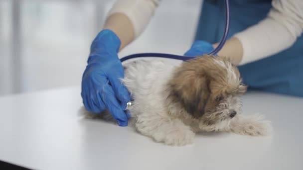 Female Veterinarian Greets Puppy Cheerfully Her Examination Table — Wideo stockowe