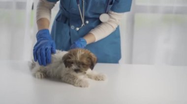 veterinarian pet care examination cute exam health medicine people professional treatment check nurse dog