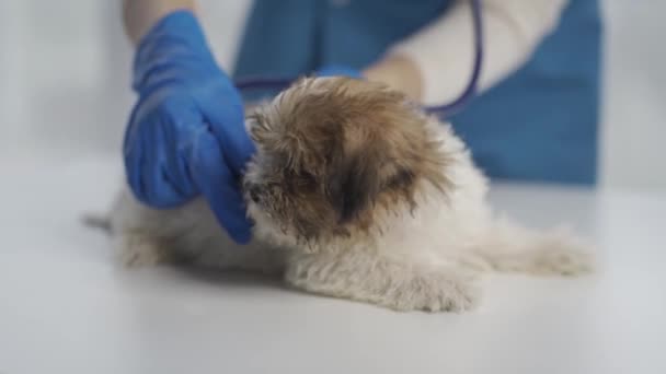 Veterinarian Pet Care Examination Cute Exam Health Medicine People Professional — Vídeo de Stock