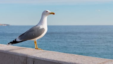 Martı karada duruyor ve ona bakıyor.