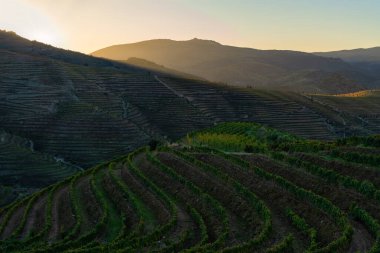 Sonbahar çekirdekleriyle dolu Douro Vadisi 'nin üzüm bağlarının manzarası - Portekiz - altın saat