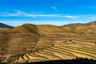 Sonbahar çekirdekleriyle dolu Douro Vadisi 'nin üzüm bağlarının manzarası - Portekiz - altın saat