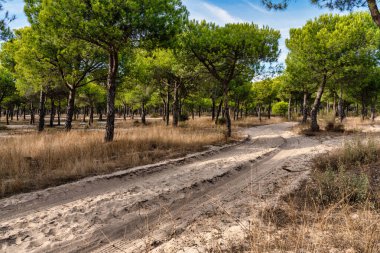 Mavi gökyüzü ve kum çiçeğiyle çam ormanı