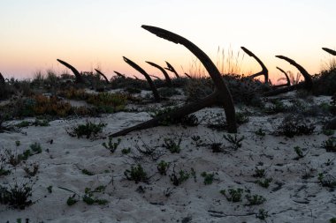 Tavira, Algarve, Portuga 'daki Barril plajındaki eski çapaların mezarlığı.