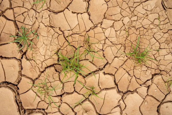 texture of dry mud on arid ground with cracks and growing gras