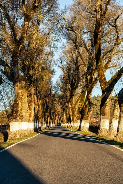 Σήραγγα Των Δέντρων Χειμώνα Τον Ήλιο Λάμπει Ένα Δρόμο Στο — Φωτογραφία Αρχείου