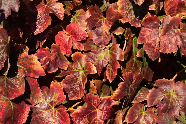 Vinhedo Deixa Textura Nas Cores Outono — Fotografia de Stock