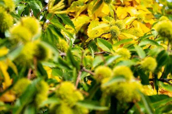 成熟栗子栗树秋季质感 选择性焦点 — 图库照片