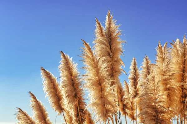 Sonbaharda otlar ve arka planda mavi gökyüzü - cortederia selloana - seçici odak